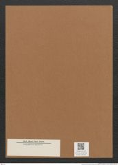 Diatomeae indet. Zeichnungen Sammlung Grunow Mappe 02710 (Herbarium_W_Grunow_drawings_Folder_02710)